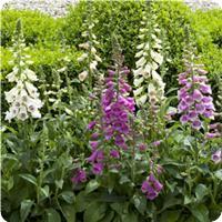 DIGITALE DALMATIAN MISCUGLIO NR.1000 SEMI